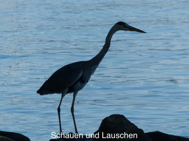 schauen-und-lauschen